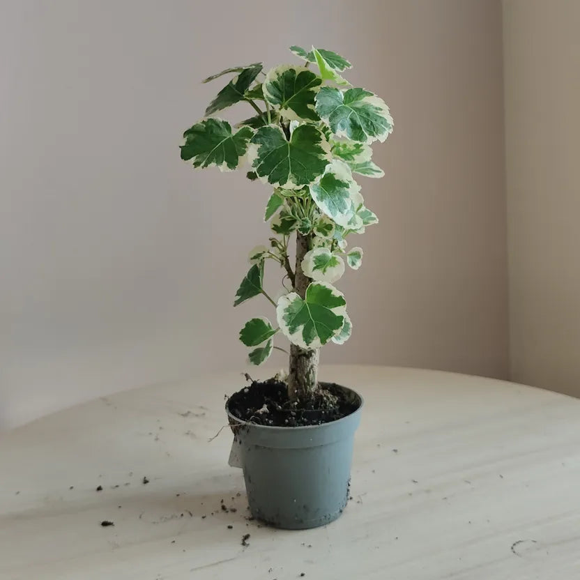 Polyscias_5