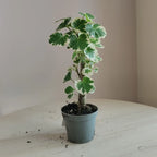 Polyscias_5
