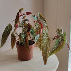 begoniamaculata_1