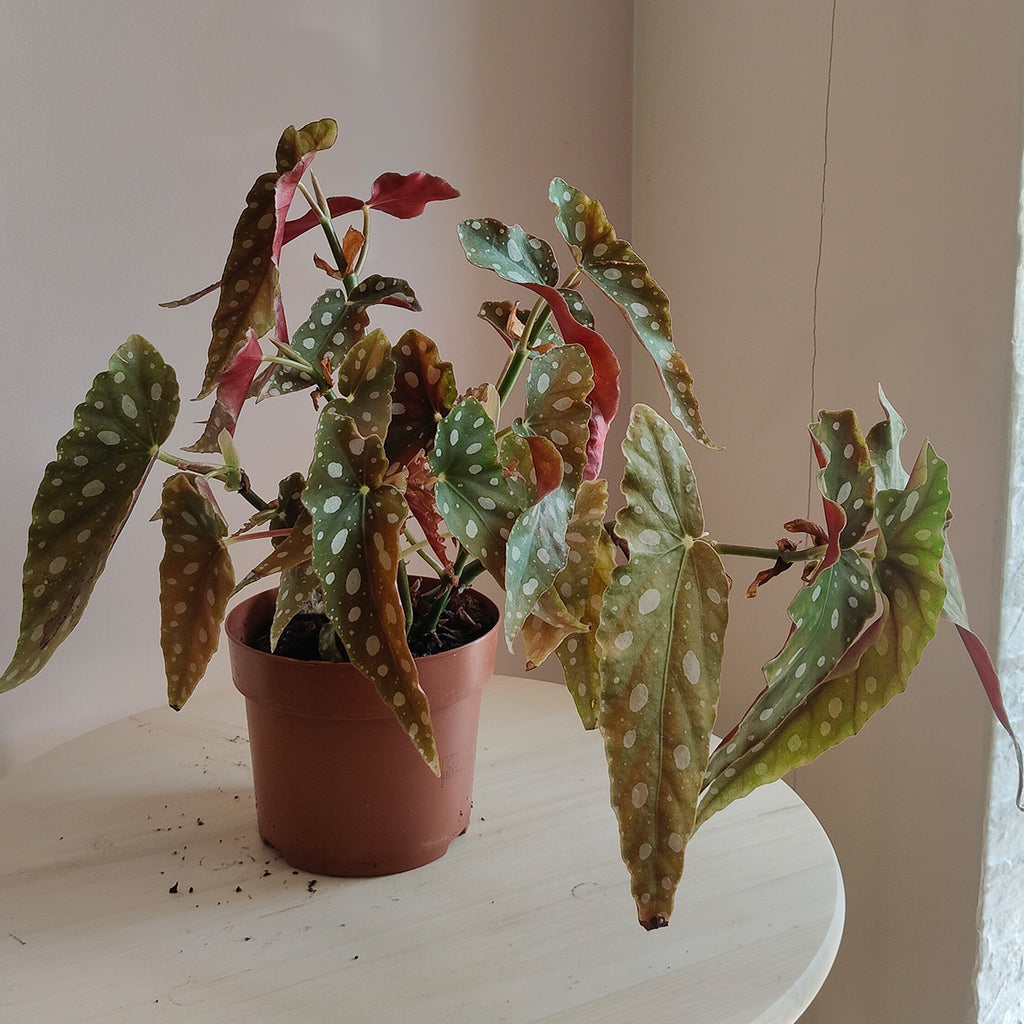 begoniamaculata_1