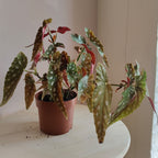 begoniamaculata_1