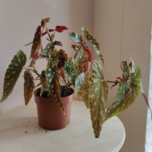 begoniamaculata_1