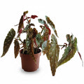 begoniamaculata_2