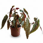 begoniamaculata_2