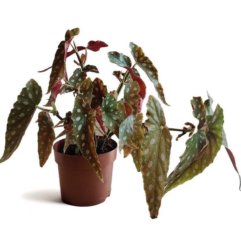 begoniamaculata_2