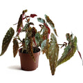 begoniamaculata_2