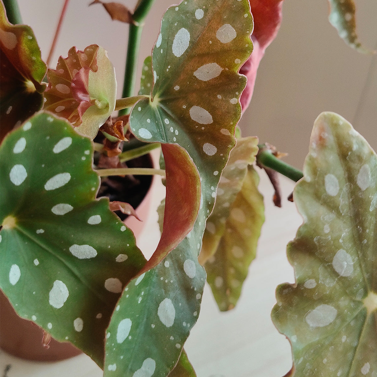 begoniamaculata_3