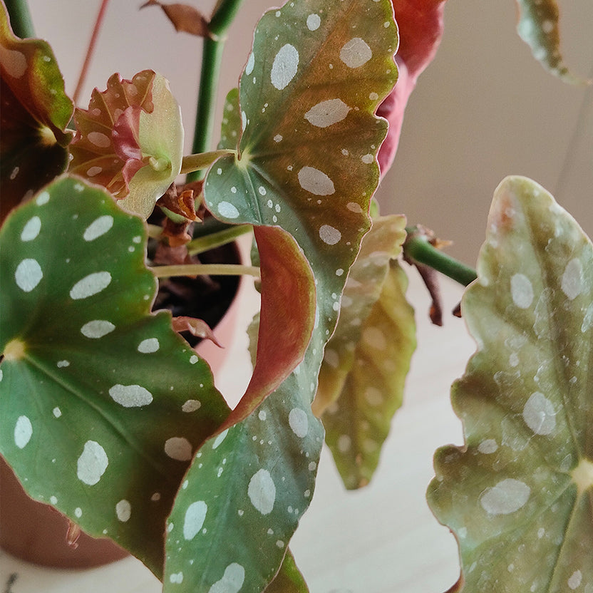begoniamaculata_3