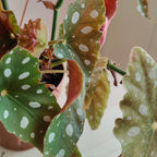 begoniamaculata_3