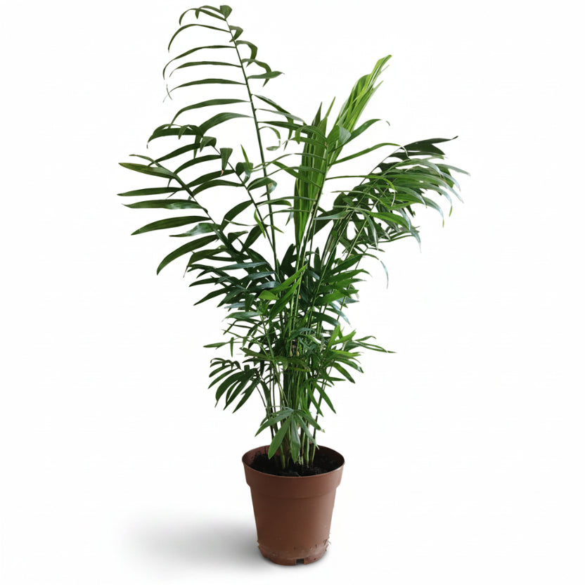 chamaedorea_2