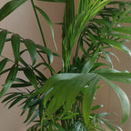 chamaedorea_3