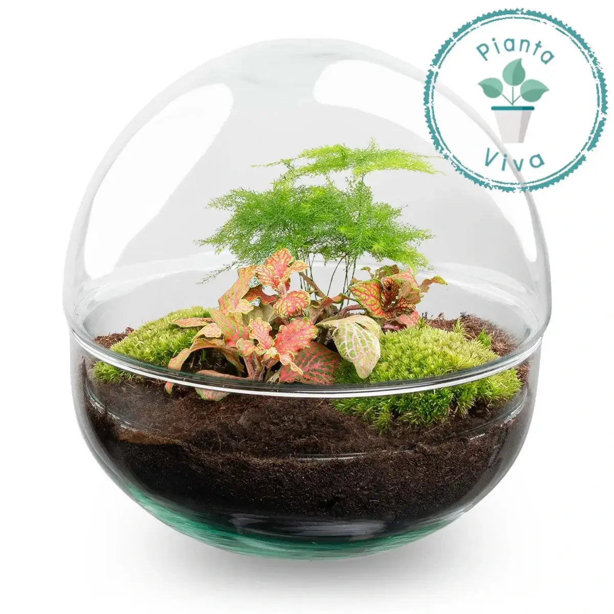 Kit Terrario Cupola - Planteon