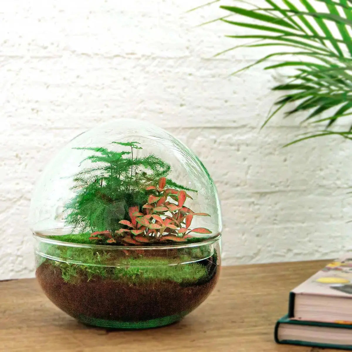 Kit Terrario Cupola - Planteon