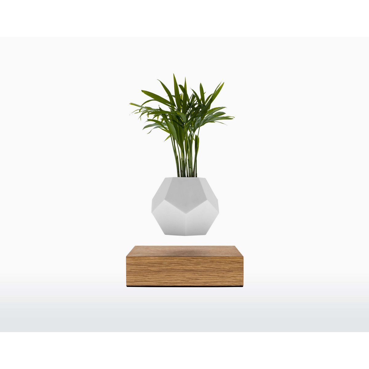 Vaso Levitante Magnetico - LYFE Planter - Quercia
