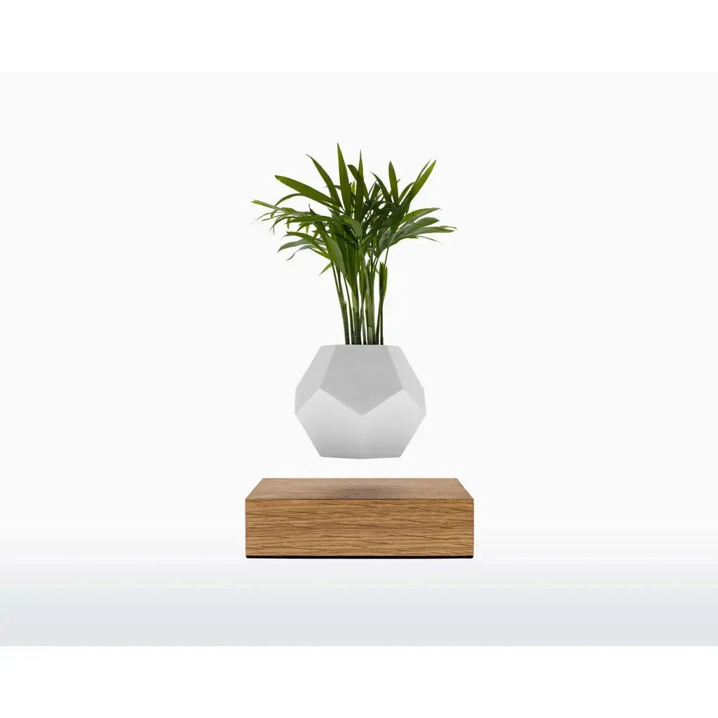 Vaso Levitante Magnetico - LYFE Planter - Quercia - Planteon