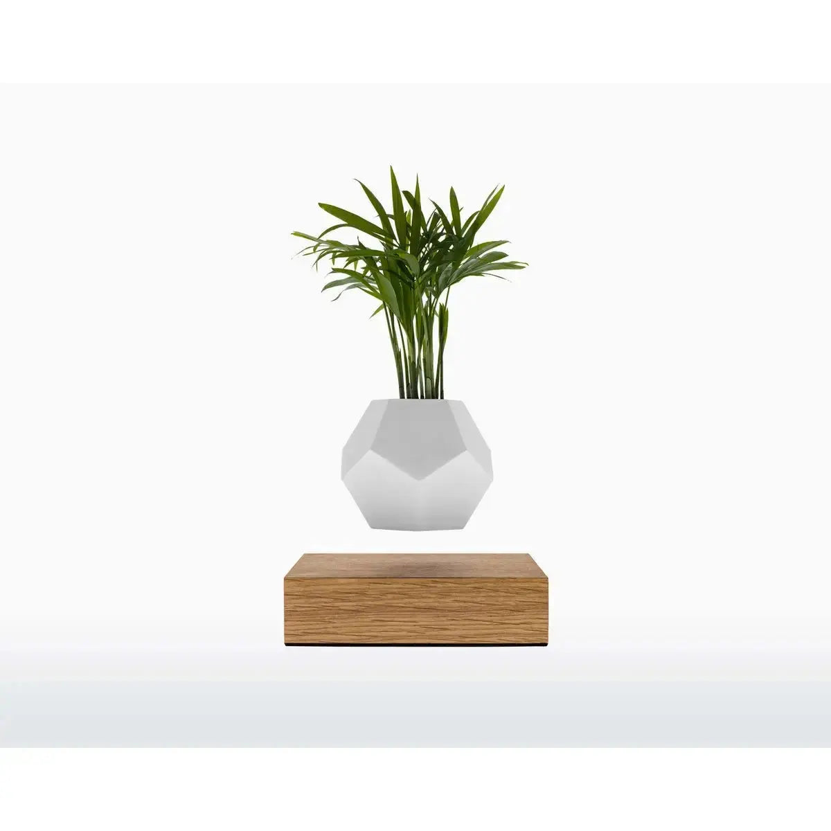 Vaso Levitante Magnetico - LYFE Planter - Quercia - Planteon