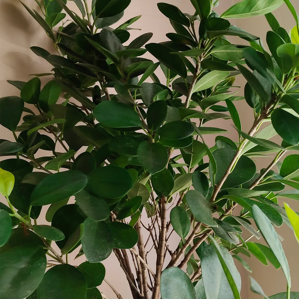 ficus_1
