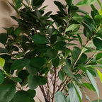 ficus_1