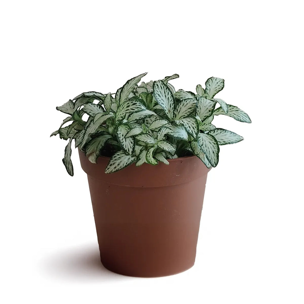 fittonia_2