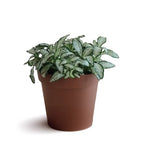 fittonia_2