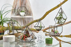 Terrario in vetro: Cubo - Planteon