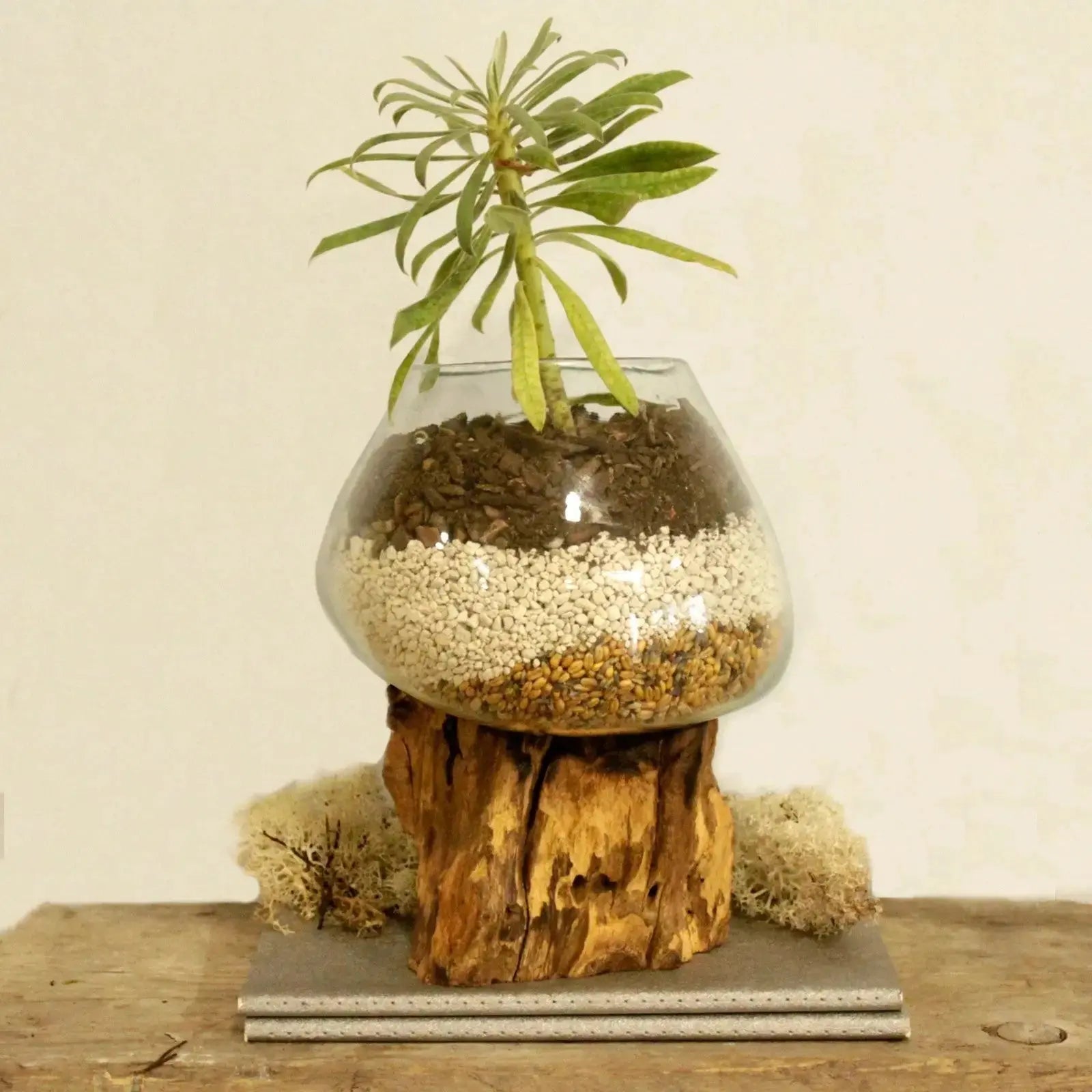 Ciotola Grande in Vetro Fuso su Legno – Artigianale Bali - Planteon
