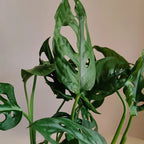 monsteraadansonii_3