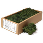 Muschio Stabilizzato Reindeer Moss - Planteon