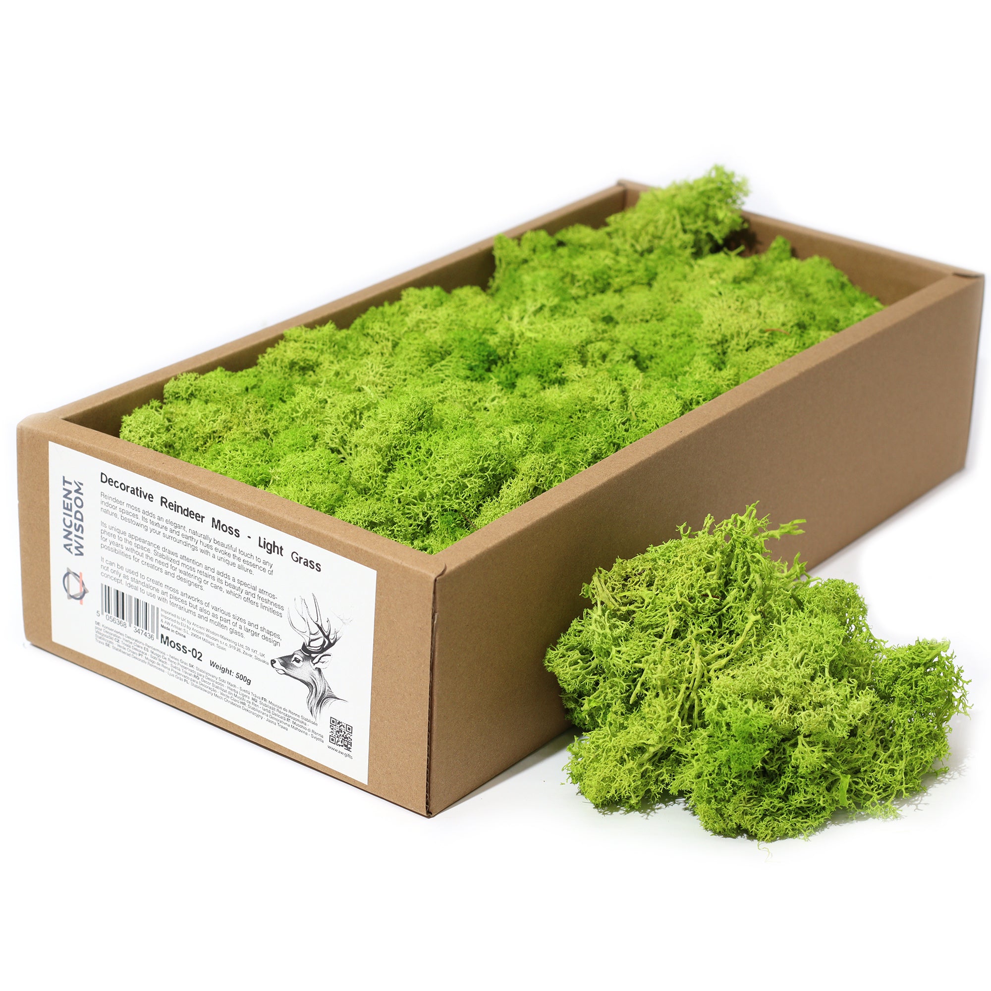 Muschio Stabilizzato Reindeer Moss