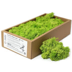 Muschio Stabilizzato Reindeer Moss - Planteon