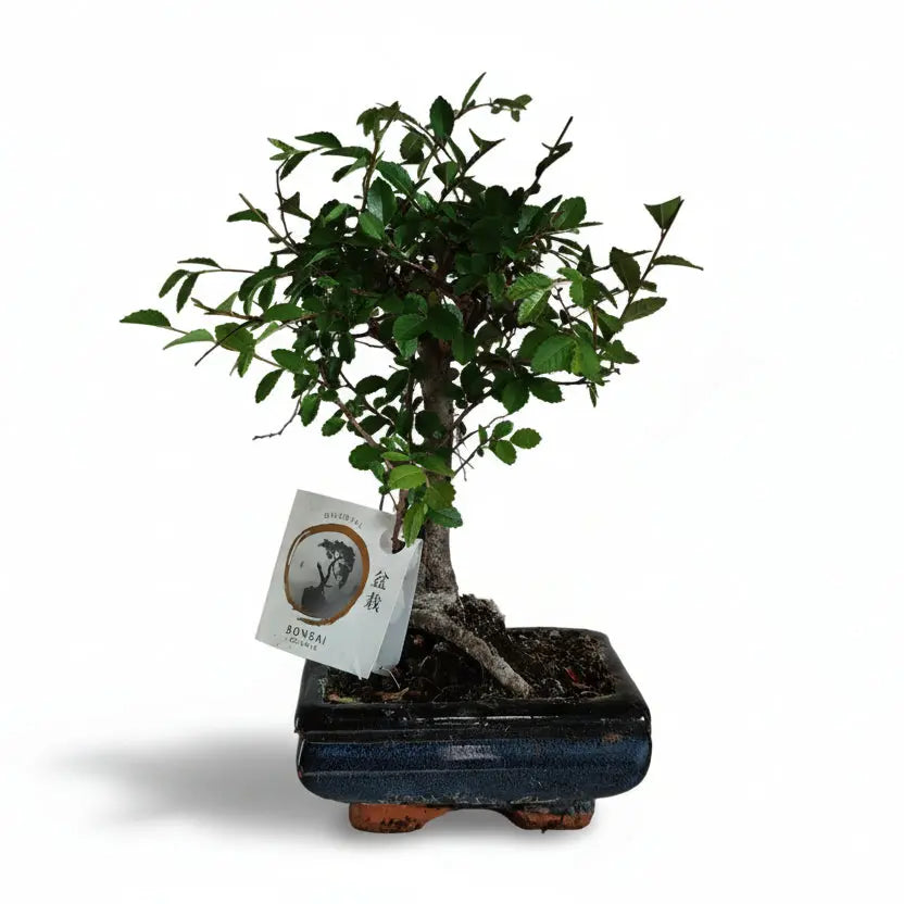 Bonsai di Olmo Cinese in vaso ceramico – Planteon