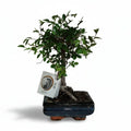 Bonsai di Olmo Cinese - Planteon
