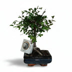 Bonsai di Olmo Cinese - Planteon