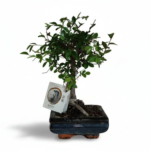 Bonsai di Olmo Cinese - Planteon