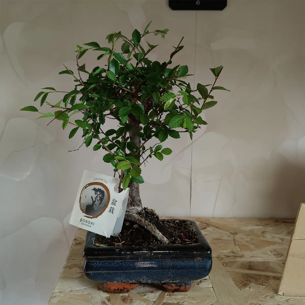 Bonsai di Olmo Cinese - Planteon