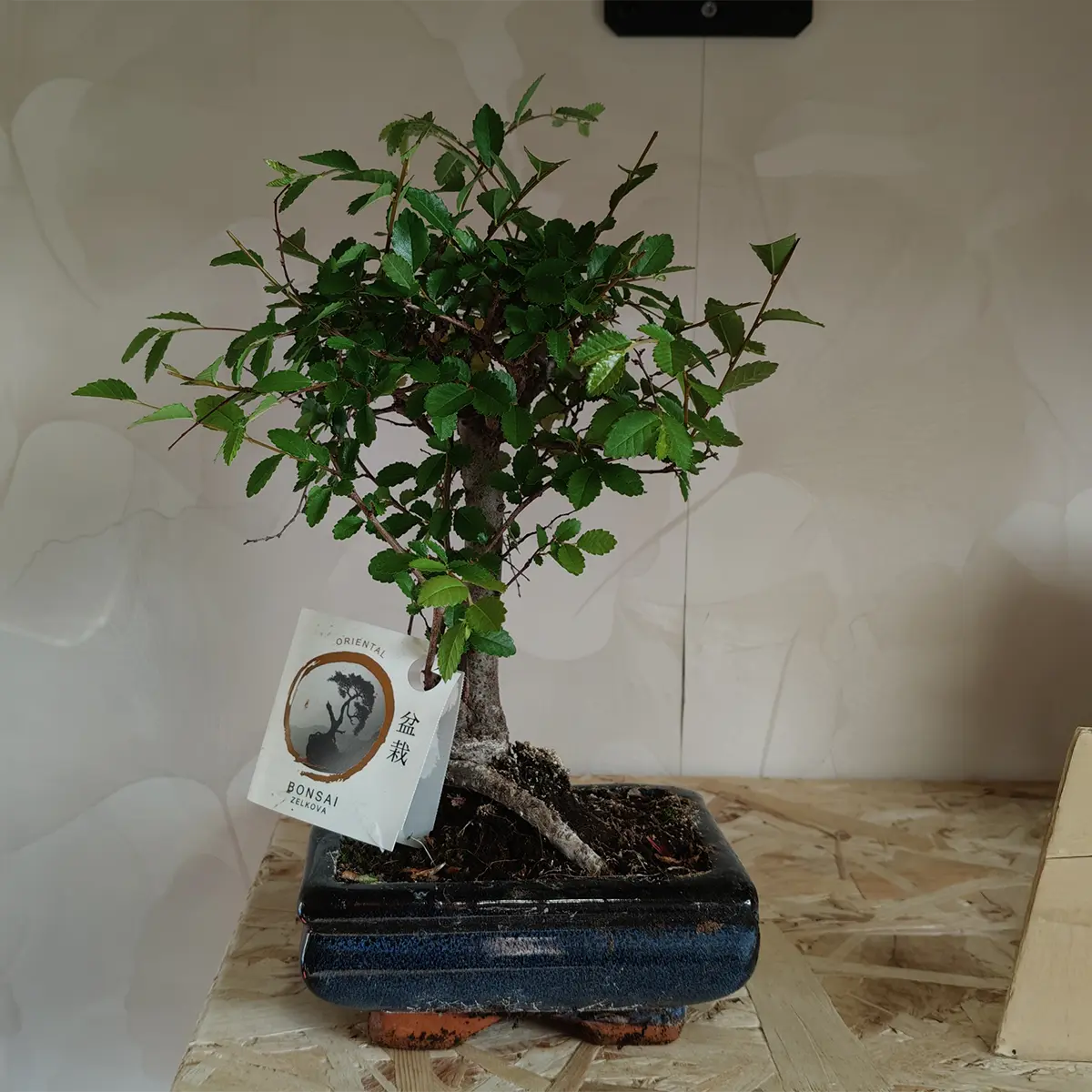 Bonsai di Olmo Cinese - Planteon