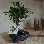 Bonsai di Olmo Cinese - Planteon