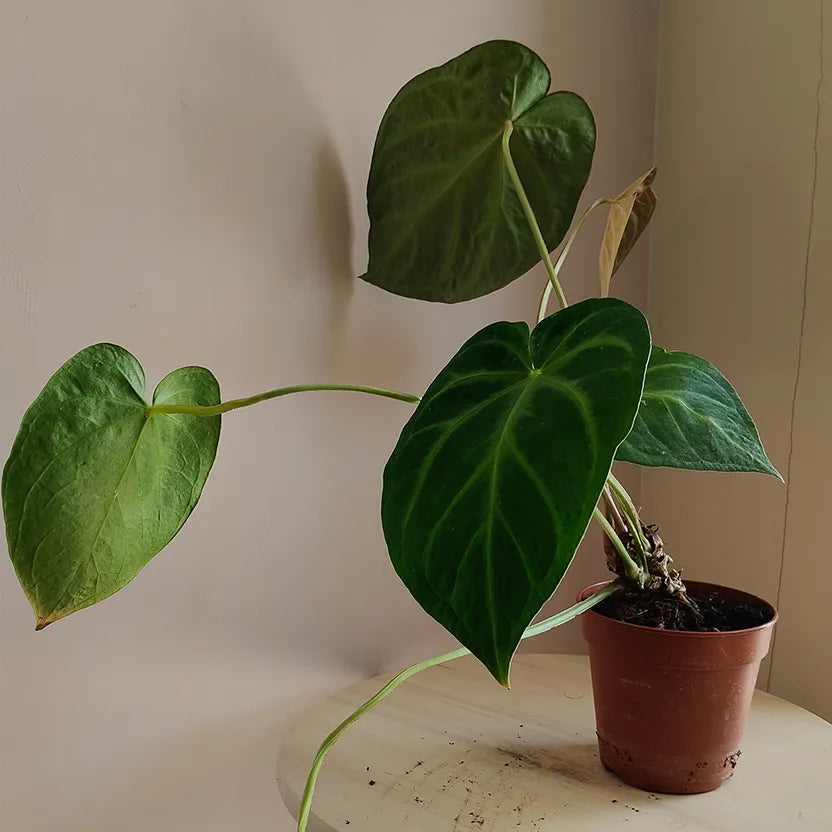 verde_1