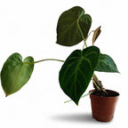 Anthurium clarinervium_1