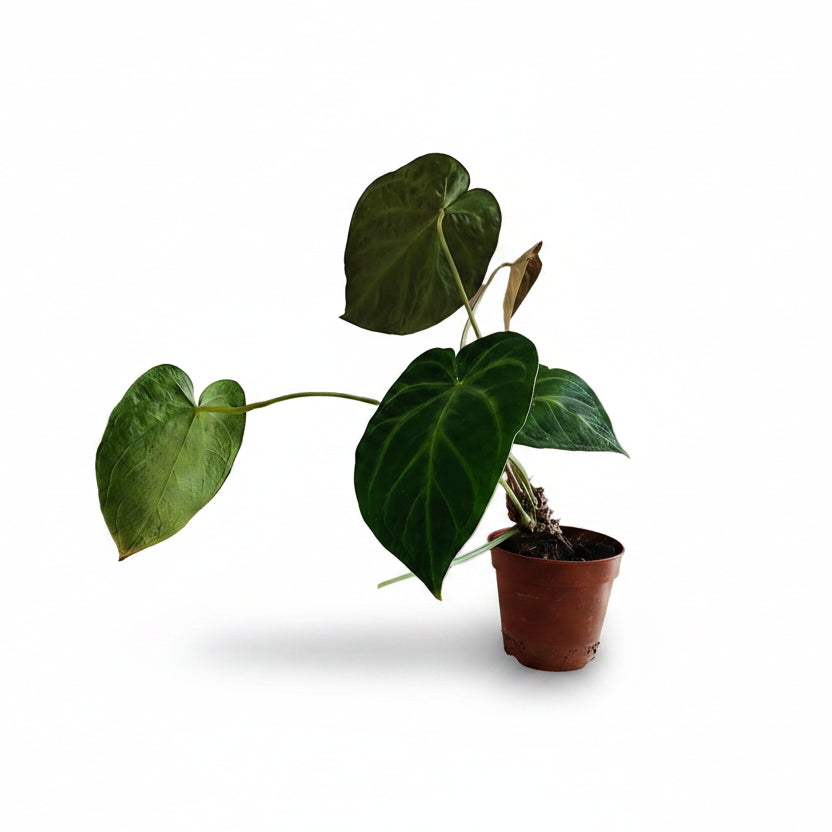 verde_2
