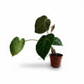 verde_2