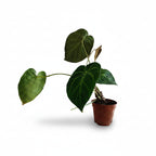 verde_2
