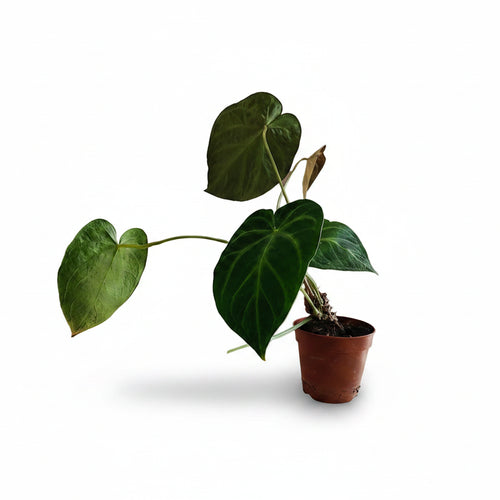 verde_2
