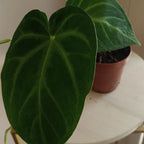 verde_3